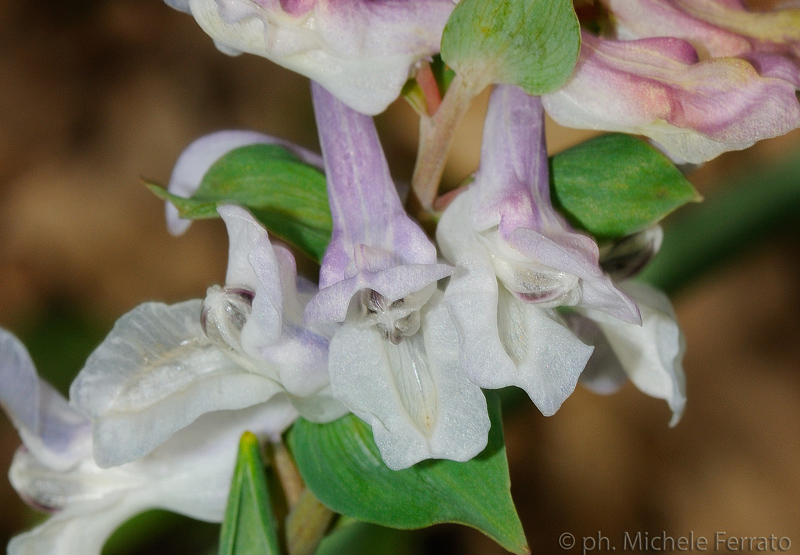 Corydalis cava